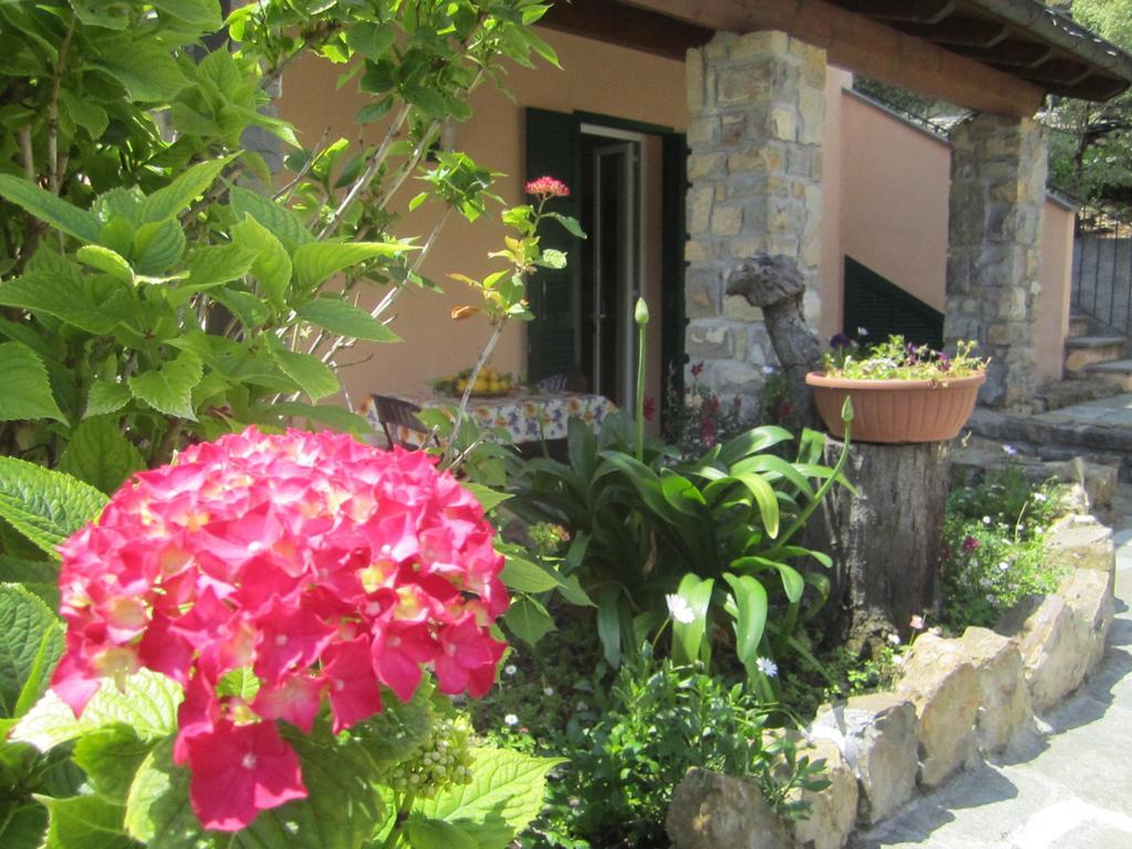 Agriturismo Turlin Vallebona Dış mekan fotoğraf